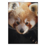 red panda card