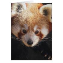 red panda card