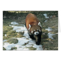 Red Panda cards