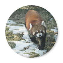 Red Panda magnets