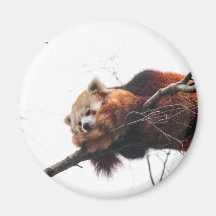 Red Panda Magnet