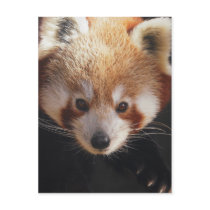 red panda postcard