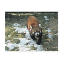 Red Panda postcards