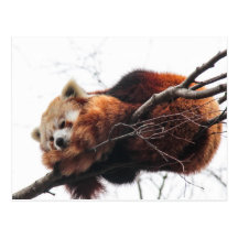 Red Panda Postcard