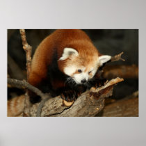 Red Panda