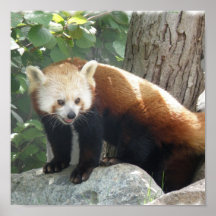 Red Panda Print