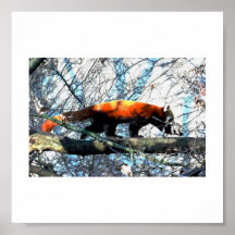 Red Panda - prowler Poster