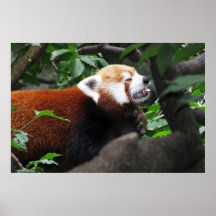 Red Panda sticking its tongue out Poster