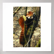 Red Panda up a tree Print