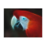 Red parrot with blue eyes post card