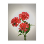 Red Penta postcards