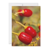 Red Peppers