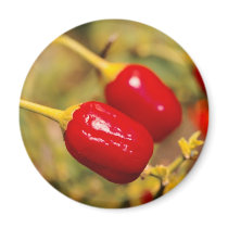 Red Peppers