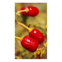 Red Peppers - Pocket calendar