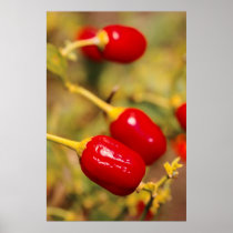 Red Peppers