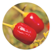 Red Peppers