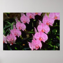 Red Phalaenopsis flowers Print