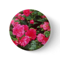 Red Pink and red begonias, Victoria, British Colum