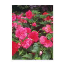 Red Pink and red begonias, Victoria, British Colum Post Cards