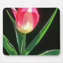 Red Pink Beauty Tulip, (Tulipa Gesneriana) flowers Mouse Pads