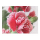 Red-Pink Carnations 1 Painterly Postcards