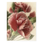 Red-Pink Carnations 1 Rustic Postcard