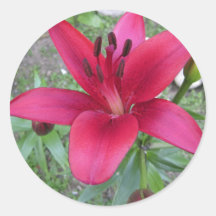 Red Pink Day Lily Round Stickers