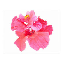 red pink hibiscus aloha flower postcards