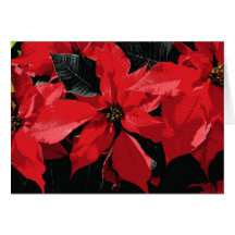 Red Poinsettia Christmas Cards