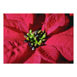 Red Poinsettia Closeup flowers Custom Invites