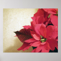Red Poinsettia Poster