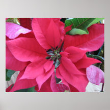 Red Poinsettia Posters
