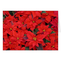 Red Poinsettias Card