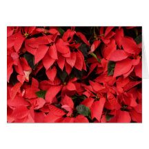 Red Poinsettias Card