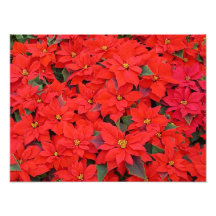 Red Poinsettias Holiday Photo Print