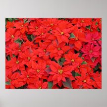 Red Poinsettias Poster Print