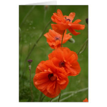 Red Poppies Greeting Card
