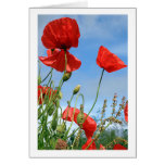 Red Poppies Greeting Card