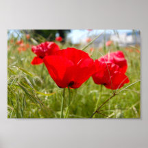 RED POPPIES IN THE FIELD PRINT PRINT