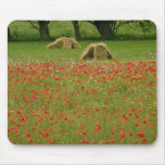 Red Poppies in Vendee, France flowers Mousepads