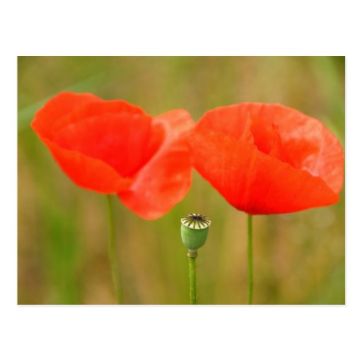 Red Poppies Post Card
