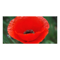 Red poppy and meaning photo cards