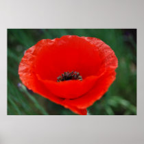Red poppy and meaning posters