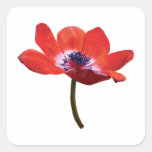 Red Poppy Closeup Stickers
