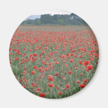 Red Poppy field, Kent, England flowers magnets