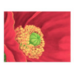 Red Poppy Flower Painting Art - Multi Post Cards