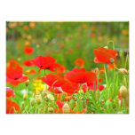 Red Poppy Flowers Fine Art Photography Poppies photography