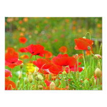 Red Poppy Flowers Fine Art Photography Poppies
