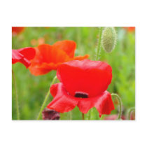 Red Poppy Flowers postcards custom Poppies