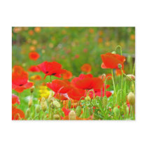Red Poppy Flowers postcards Green Summer Meadow